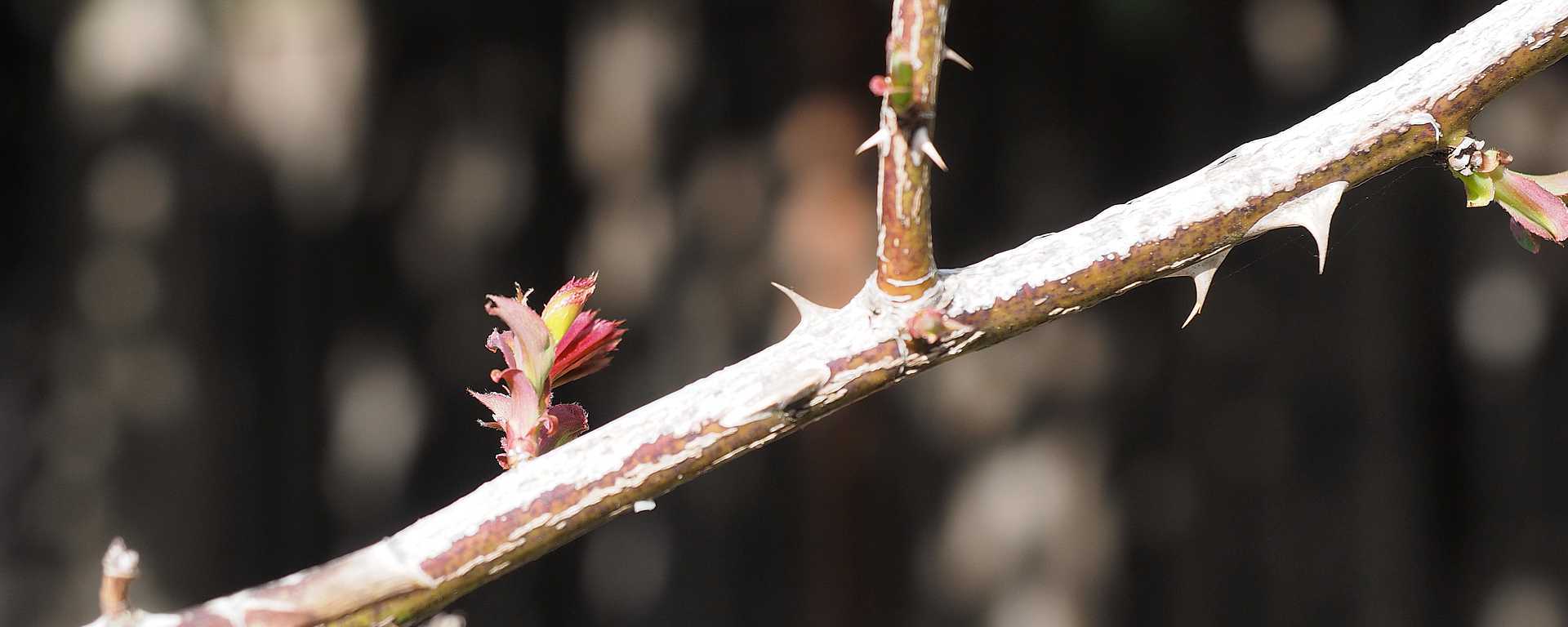 Stem, Thorns and Shoots. &copy; 2018, Sameer Gupta.